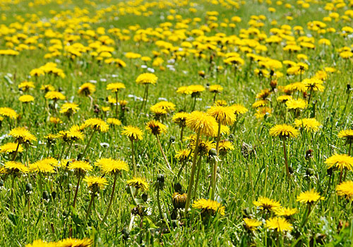 Schirgiswalde-Kirschau